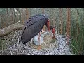 Lagu 2017/06/05 14h30m Karula Black Stork~Karl brings a bunch grass~