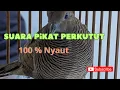 Download Lagu SUARA PIKAT PERKUTUT LOKAL ALAM @PikatAnggungan