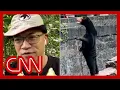 Download Lagu Biologist weighs in on the viral sun bear video from Chinese zoo