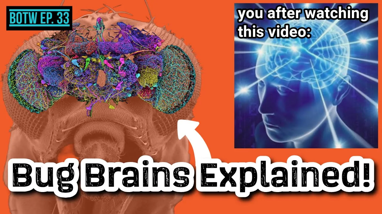 Bug Brains Explained! | BOTW Ep. 33