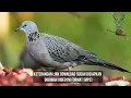 Download Lagu SUARA BURUNG TEKUKUR (MP3) UNTUK BERBURU