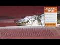 Massive gator spotted in a Houston suburb