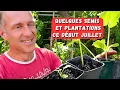 Download Lagu Début juillet au potager - avec les chaleurs...