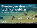 Bluetongue virus update - 28 January 2026 A B Webinar