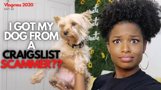 I Got My Dog From A Craigslist Scammer LexTalk Storytime VLOGMAS 2020 Day 22