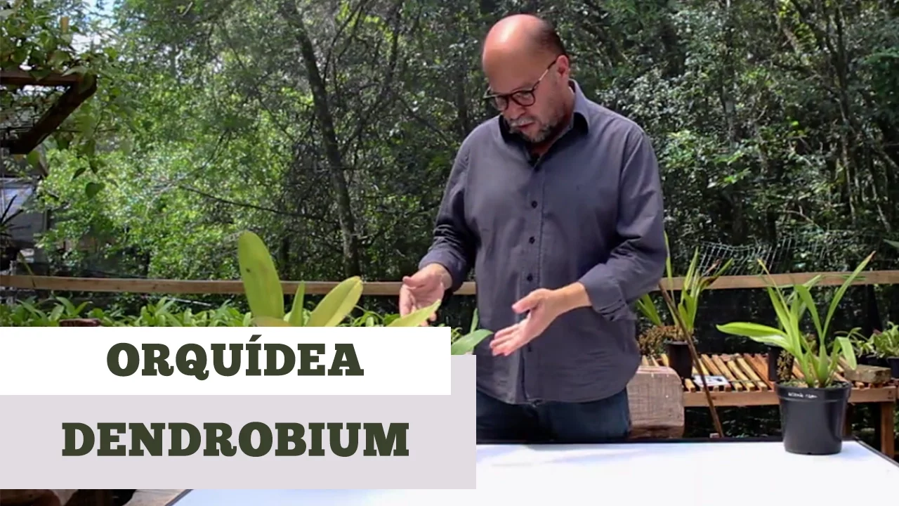 COMO CUIDAR DE ORQUIDEA DENDROBIUM
