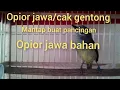 Download Lagu Suara Burung Opior Jawa atau Cak Gentong || Pas Buat Masteran Opior Jawa Agar Cepat Gacorrr Dorrr