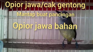 Download Suara Burung Opior Jawa atau Cak Gentong || Pas Buat Masteran Opior Jawa Agar Cepat Gacorrr Dorrr MP3