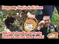 Download Lagu AKU KIRA TELUR ULAR TERNYATA JAMUR KANCING WOW AUTO PANEN DAN LANGSUNG DI MASAK DI ALAM