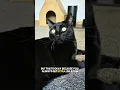Short king/queen🙌 #catsofyoutube #blackcat #funny #friendship #relationship #relatable