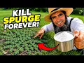 How to Get Rid of Spurge in Your Lawn Driveway and Keep It Away Forever