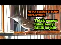 Download Lagu PANCINGAN SUARA CIBLEK BISU,CUKUP 5 MENIT SAJA CIBLEK APA SAJA LANGSUNG GACOE NGEBREM❗❗