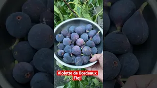 Violette De Bordeaux Fig One of the best fig variety you can pleant