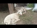 Download Lagu kambing saya kok bisa hamil meski pun tanpa pejantan?