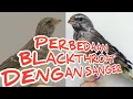 Download Lagu AWAS KETIPU, PERBEDAAN BURUNG BLACKTROAT DENGAN SANGER.