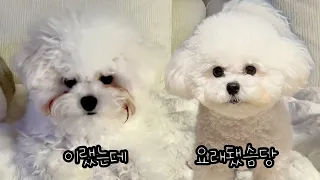 강아지 눈물 자국 없애기!