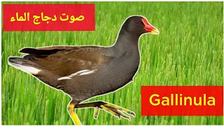 صوت دجاج الماء Gallinula جديد وصافى للصيد 