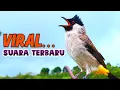 Download Lagu VIRAL...! Suara Burung Kutilang Gacor Full Isian Terbaru Paling Cocok Untuk Masteran