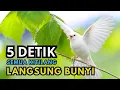 Lagu Kutilang Gacor Tarung Buat Pancingan Kutilang Agar Bunyi Jadikan Burung Kutilang Gacor