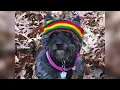 Our Reggae Terrier Irie