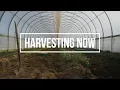 Download Lagu Harvesting Now | Oca