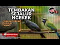 Download Lagu 🔴 Tembakan Sejalur Cucak Cungkok Gacor Ngekek vs Srigunting Abu Abu Isian Greja Tarung Cililin Kunti