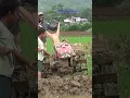 Download Lagu Traktor Sawah 373 Hand tractor