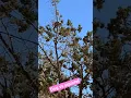 Download Lagu husky vs squirrel