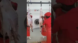 كينيا أحدث شغ الجزاره موجود فى المجزر الكينيا دبيح الضاني و الخروف بكل سهولة استخراج العفش كيفيه 