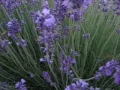 Download Lagu Melissa Farris in lavender field in France