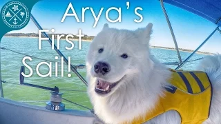 Dog’s first time sailing! & we lost steering!!