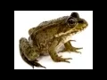 Download Lagu bunyi katak