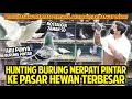 Download Lagu HUNTING BURUNG MERPATI TERPINTAR KE PASAR HEWAN TERBESAR! BELI 2 EKOR SEKALIGUS MERPATI PINTAR!