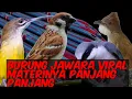 Download Lagu INI BEDA Materi panjang | kompilasi gereja tarung cucak jenggot pijantung pisang \u0026 jinjing petulak