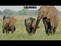 Download Elephant: King Of The Kalahari mp4 3gp mp3 videos - waplic