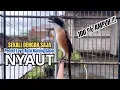 Download Lagu burung cendet gacor AMPUH BONGKAR EMOSI PANCINGAN CENDET AGAR BUNYI bikin BURUNG PENTET GACOR NYAUT
