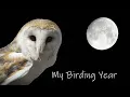 Owl Sounds - Barn Owl Screech and Hissing Sounds