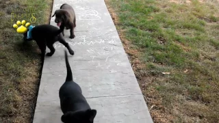 Labrador Retriever Puppies