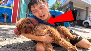 #157: SU NGẤT XĨU NGOÀI ĐƯỜNG | CHÚ CHÓ ĐI HAI CHÂN