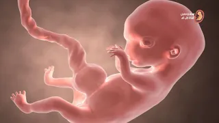 كيف يكون شكل الجنين فى الأسبوع السابع من الحمل 
