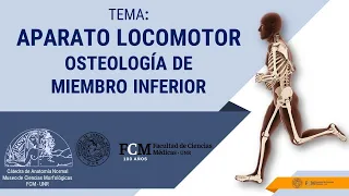 Aparato Locomotor  Osteología de Miembro Inferior