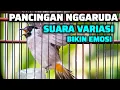 PANCINGAN KUTILANG NGGARUDA SUARA VARIASI AMPUH BIKIN KUTILANG GACOR EMOSI