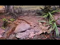 Taipan snake. DEADLIEST snake in the world