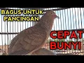 Download Lagu PERKUTUT BANGKOK GACOR SUARA BAGUS UNTUK PANCINGAN AGAR PERKUTUT BANGKOK CEPAT BUNYI 