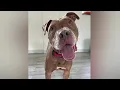 South Bend animal shelter pleads for help after taking in over 50 pets in 2 days