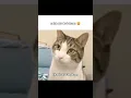 Download Lagu 🐱=ya ketahuan dehhh.                      #memes #memecringe #meme