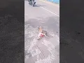Download Lagu Tabrak Lari Anjing di depan SMP wasuponda sampai keluar Anunya...