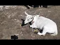 Fun With Goats - The Goat Digestive System