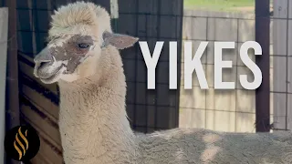 An Alpaca From Nightmares (He Even Screams)