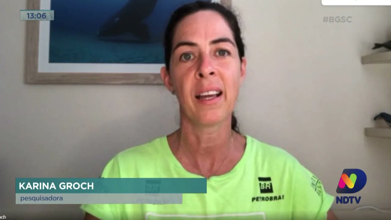 Baleia-franca identificada no Brasil é avistada em área próxima à Antártica